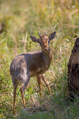 Dik-dik Antelope
