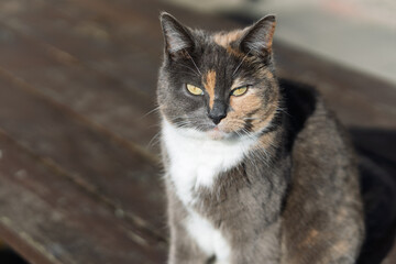 A cat with a yellow eye sits on a wooden table
