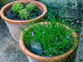 Kräutergarten mit Küchenkräutern
