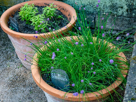 Kr&auml;utergarten mit K&uuml;chenkr&auml;utern