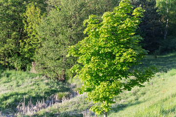 A tree with green leaves is in the middle of a grassy field