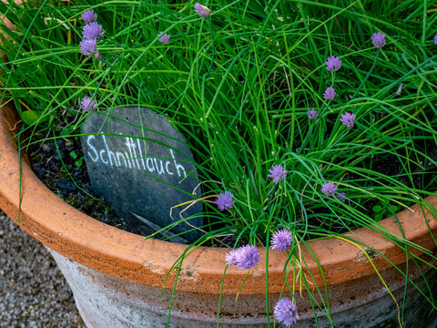 Kr&auml;utergarten mit K&uuml;chenkr&auml;utern