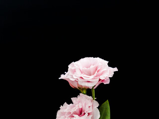 ユーストマのピンクの花を黒背景で撮影01