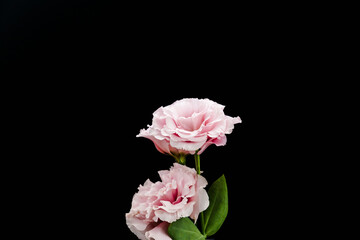 ユーストマのピンクの花を黒背景で撮影03