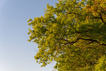 A tree with green leaves is in the foreground of a blue sky