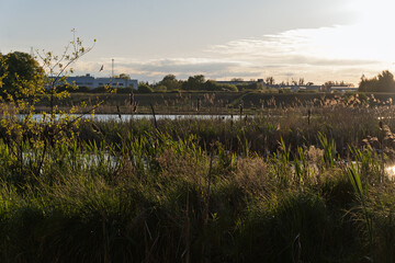 A field of tall grass with a fence in the background
