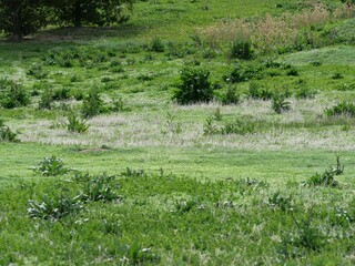 Green gradation in a spring grassland, Colorado