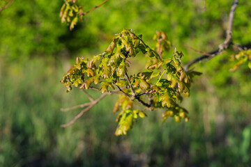 A tree with green leaves and brown spots