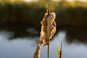A plant with a bunch of leaves and a fuzzy looking thing on it