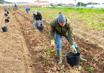 European man farmer harvesting ripe potatoes on field.
