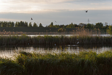 A group of birds fly over a body of water