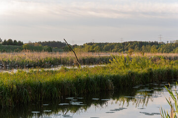A field of tall grass with a body of water in the background