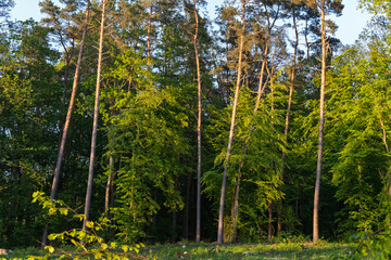 Obraz premium A forest with tall trees and a bright sun shining through the leaves