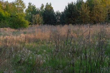 A field of tall grass with a few trees in the background