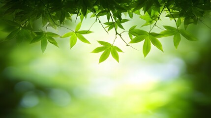 Vibrant Green Leaves Nature Spring Background