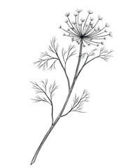 Vector illustration of Dill sprig in outline style. Linear engraving of aromatic herb painted by black inks for cooking book or organic menu design. Engraving of fennel for recipe card.