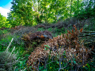Grünabfälle im Frühjahr