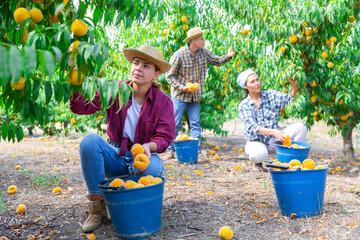 Girl harvesting peaches from branches in orchard. Her fellow workers picking them behind.