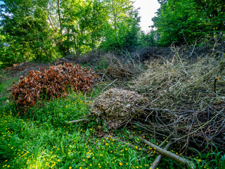 Grünabfälle im Frühjahr