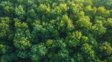 Fototapeta premium Aerial view of a dense green forest canopy with vibrant sunlight illuminating the lush treetops