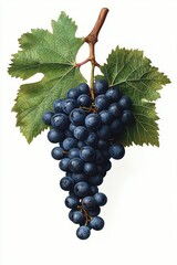 Fototapeta premium Cluster of ripe dark purple grapes hanging from a brown stem with large detailed green grapevine leaves against white background