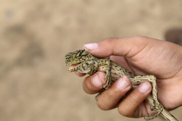hand holding chameleon (Calotes versicolor). catching garden chameleon