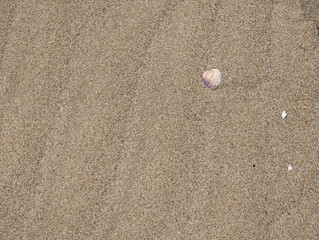 Smooth small purple shell on damp textured rippled Mediterranean beige beach sand with ripples, shadows, natural texture pattern, sunlit surface in Valencia, Spain. Summer background wallpaper.