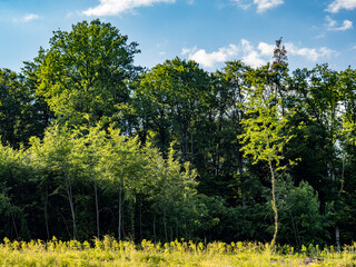 Wiederaufforstung im Mischwald mit System