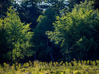Wiederaufforstung im Mischwald mit System