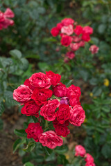 Coral-red semi-double cluster roses