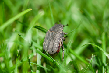 Close-up of a beetle walking through fresh green grass in a natural outdoor environment