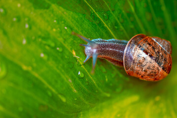Close-up of a snail with shell slowly crawling across green grass in a natural outdoor setting