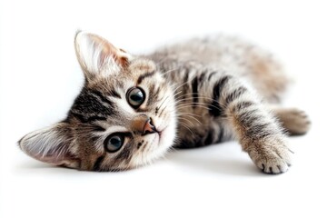 Adorable tabby kitten resting, playful gaze