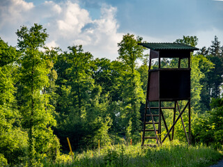 Wiederaufforstung im Mischwald mit System