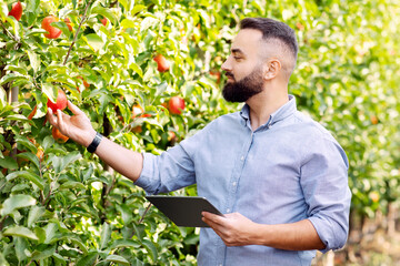 Work on modern farm, harvest of organic fruits and check quality with mobile device. Serious young bearded guy with tablet checks red apples, woman carries box at garden, on green leaves background