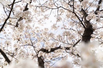 Looking Up at Full Bloom Sakura③