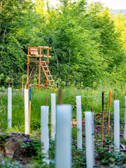 Wiederaufforstung im Mischwald mit System