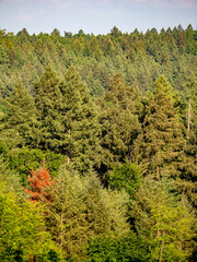 Beschädigter Baum im Mischwald