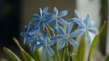 Fototapeta premium Closeup Blue Flowers Spring Bloom Botanical Photography