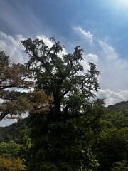 Obraz premium 나무