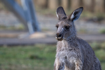 Eastern Grey kangaroo (Macropus giganteus), Canberra, ACT, March 2025