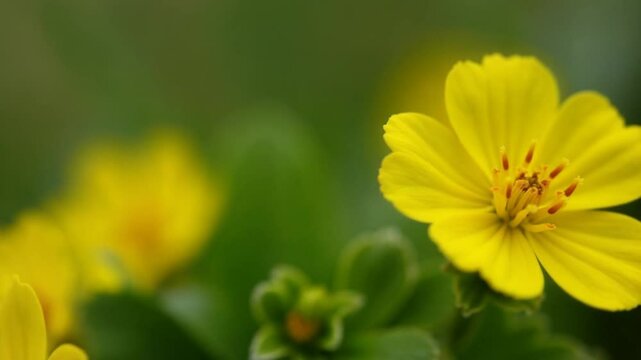 yellow primroses bright flowers of marsh marigold