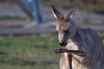 Eastern Grey kangaroo (Macropus giganteus) cooling itself, Canberra, ACT, March 2025 © Jon Steinbeck
