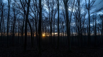 Obraz premium Sunset in Winter Forest Landscape, Silhouetted Trees