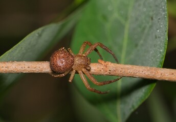 Ground crab spider arachnid Xysticus hunting prey on plant nature pest control.	