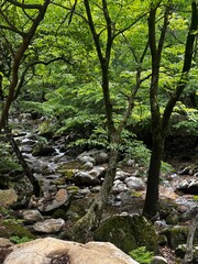 자연