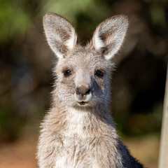 Eastern Grey kangaroo (Macropus giganteus) head shot, Canberra, ACT, March 2025 © Jon Steinbeck