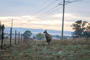 Eastern Grey kangaroo (Macropus giganteus) male, Calum Brae NR, ACT, April 2025
