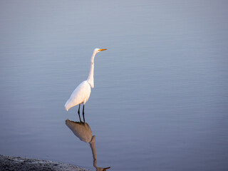 White Egret fishing in San Rafael Creek