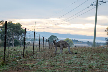 Eastern Grey kangaroo (Macropus giganteus) male, Calum Brae NR, ACT, April 2025 © Jon Steinbeck